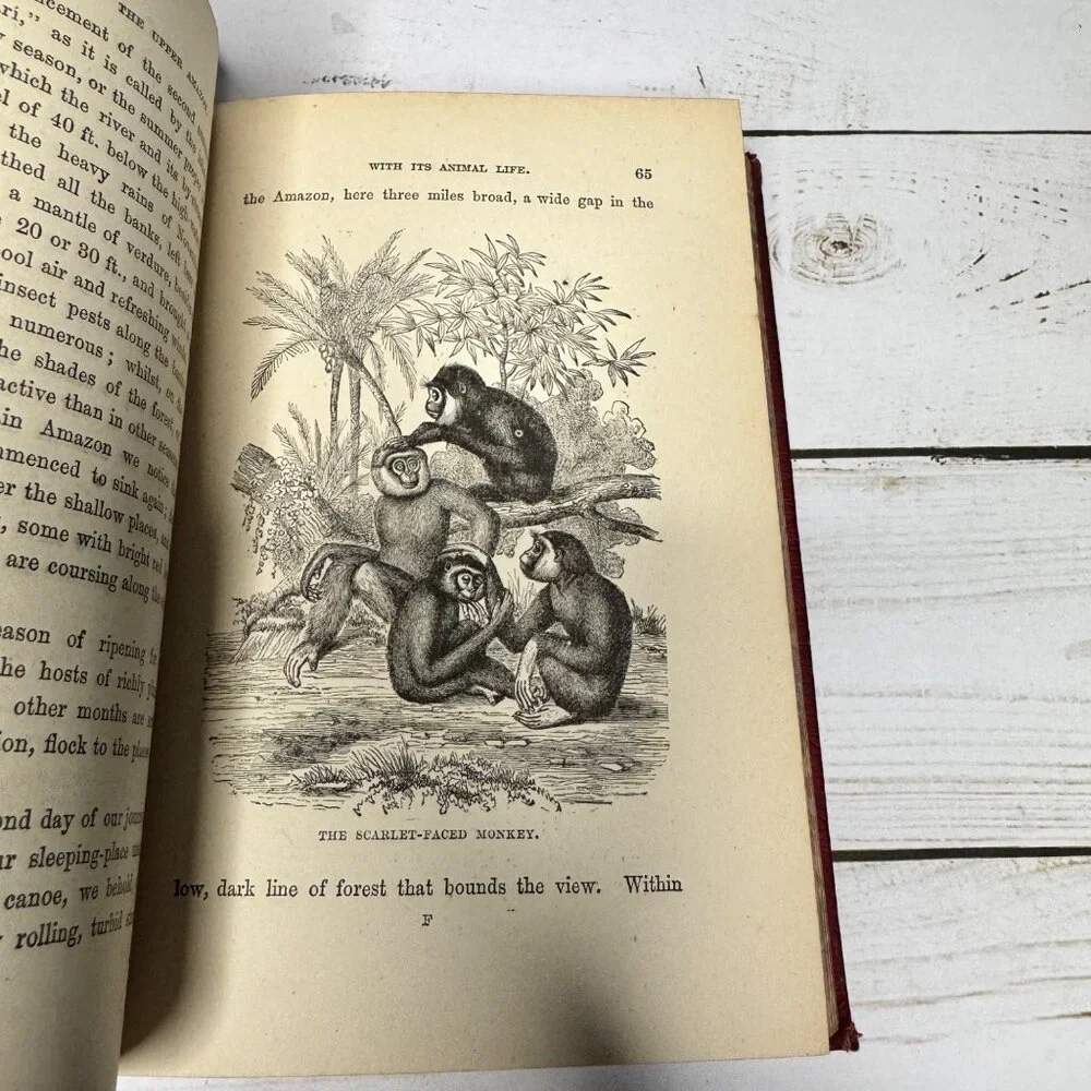 Half Hours in Woods and‎ Wilds 1883 HC Wm. Isbister Leather Spine Gift